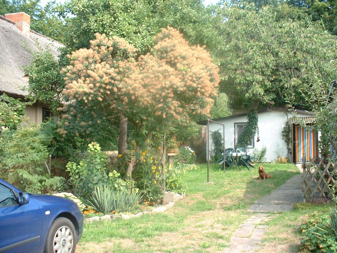 Blick zum Bungalow 1